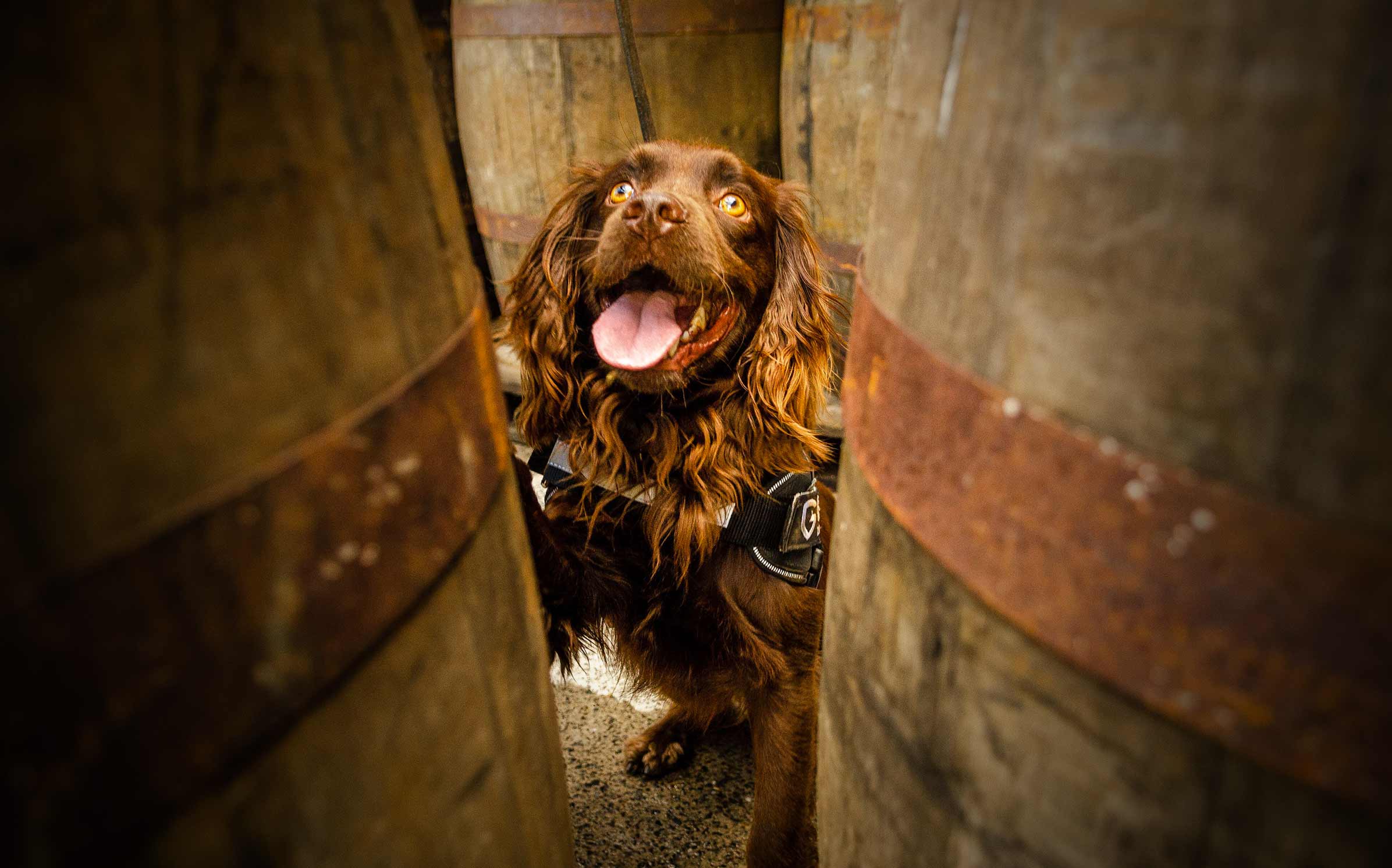 Rocco the dog, a cocker spaniel, sitting between whisky barrels