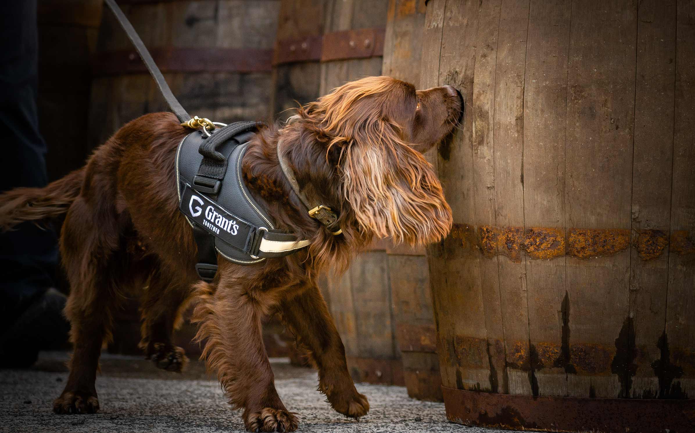 Rocco the dog, a cokcier spaniel, on duty sniffing whisky barrel